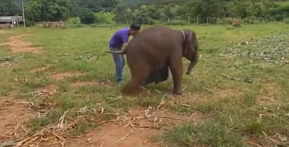 słoniątko
