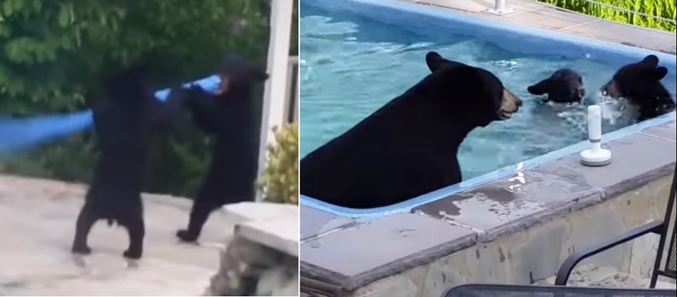 niedźwiedzica z młodymi na basenie