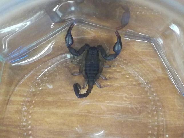 skorpion w bagażu