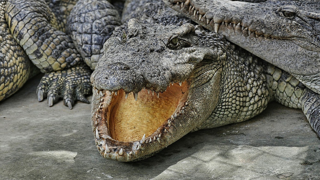 ogromnego krokodyla