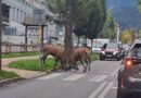 Jelenie walczą w centrum Zakopanego! [VIDEO]